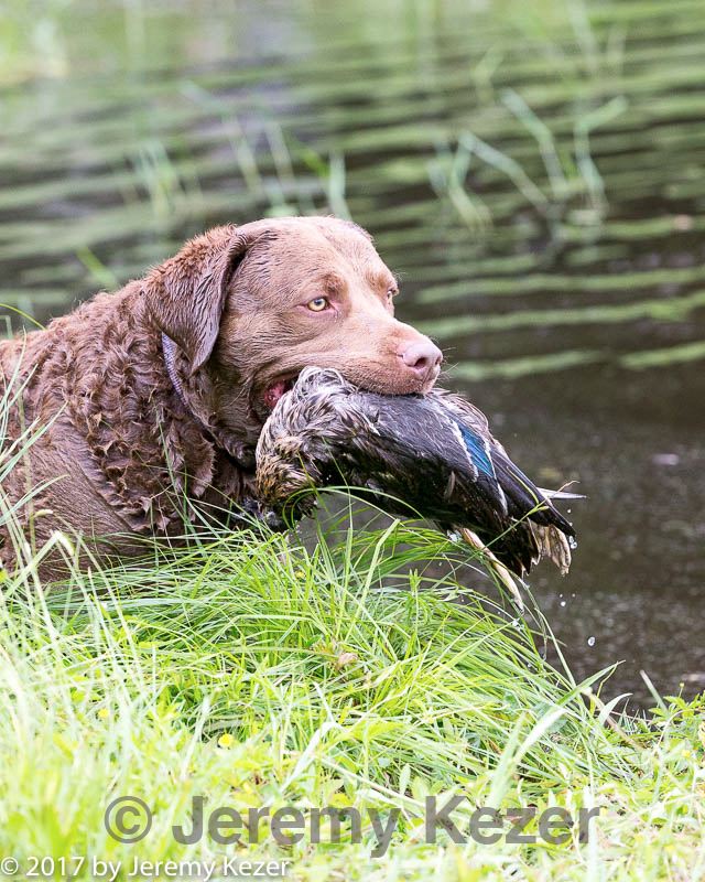 20170603-shrw-1720.jpg