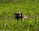 20170604-seal-0231