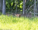 20170604-seal-0367