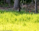 20170604-seal-0468