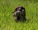 20170604-seal-0557