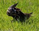 20170604-seal-0567