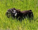 20170604-seal-0568