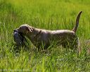 20170604-seal-0798