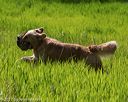 20170604-seal-0928
