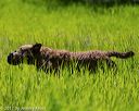 20170604-seal-1146