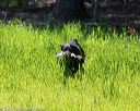 20170604-seal-1246