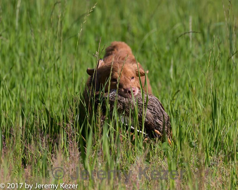 20170604-seal-0012.jpg