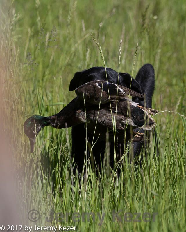 20170604-seal-0033.jpg