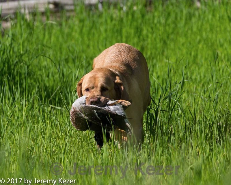 20170604-seal-0283.jpg