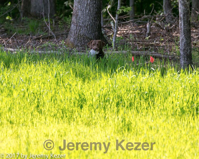 20170604-seal-0468.jpg