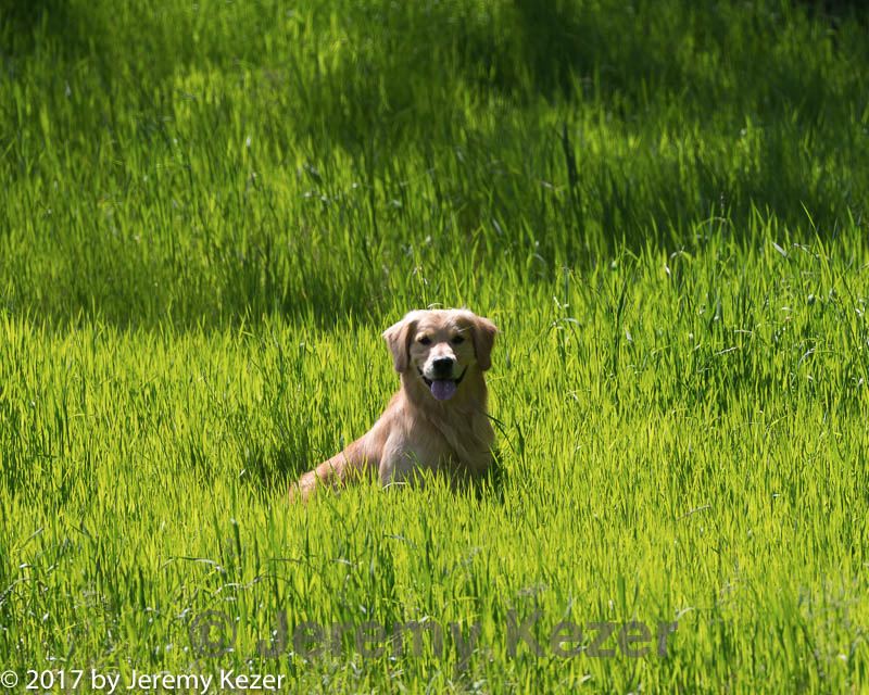 20170604-seal-0911.jpg