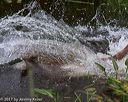 20170604-seaw-0461