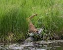 20170604-seaw-0489