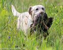 20170716-wcl-0016