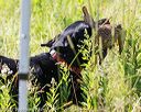 20170716-wcl-0113