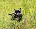 20170716-wcl-0344