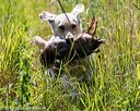 20170716-wcl-0371
