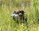20170716-wcl-0391