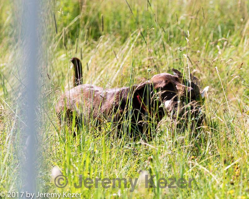 20170716-wcl-0189.jpg