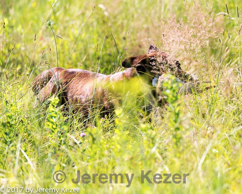 20170716-wcl-0212.jpg