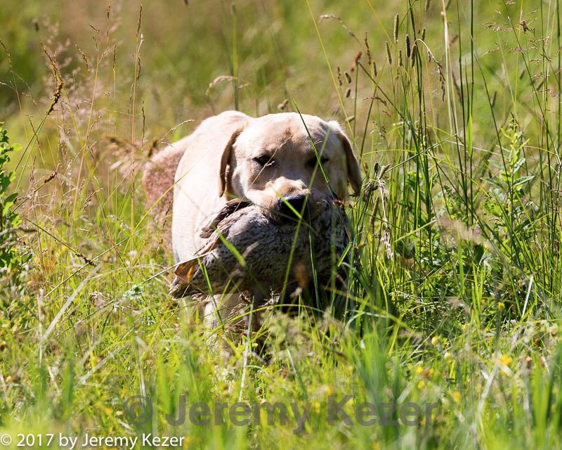 20170716-wcl-0267.jpg