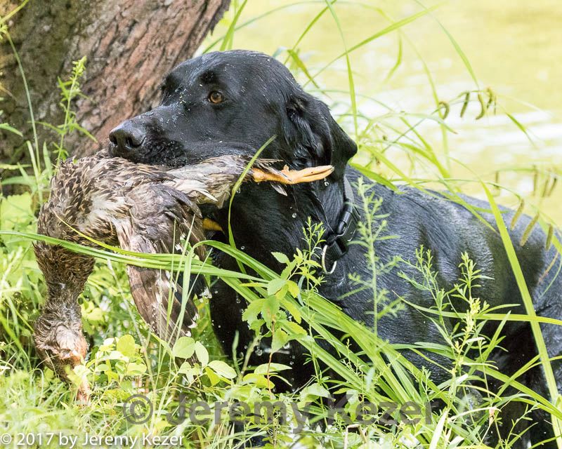 20170716-wcw-0144.jpg