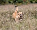 20171007-wcl-0305