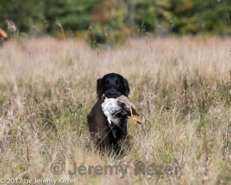 20171007-wcl-0230.jpg