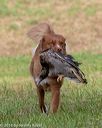 20180602-shrl-0161
