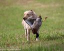 20180602-shrl-0233