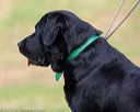 20180602-shrl-0335