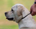 20180602-shrl-0361