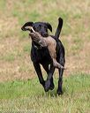 20180602-shrl-0445