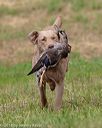 20180602-shrl-0791