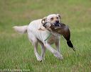 20180602-shrl-0866