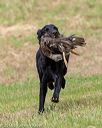 20180602-shrl-0881