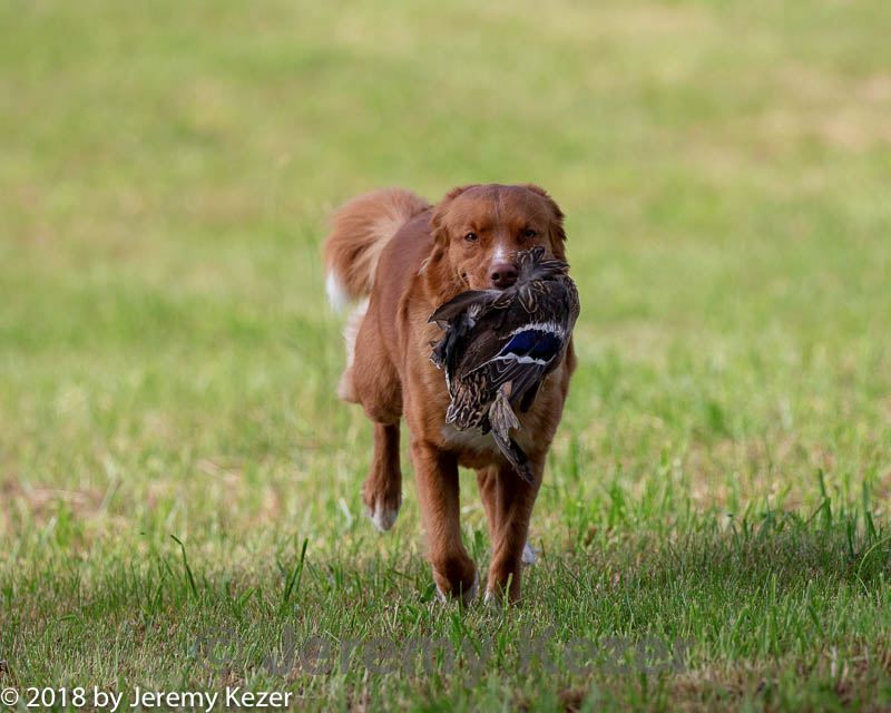 20180602-shrl-0178.jpg