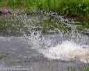 20180602-shrw-0025
