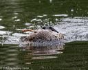 20180602-shrw-0157