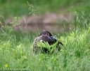 20180602-shrw-0253