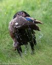 20180602-shrw-0264