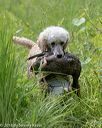 20180602-shrw-0332