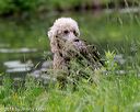 20180602-shrw-0472