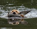 20180602-shrw-0550