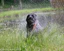 20180602-shrw-0605