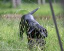 20180602-shrw-0686