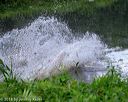 20180602-shrw-1048