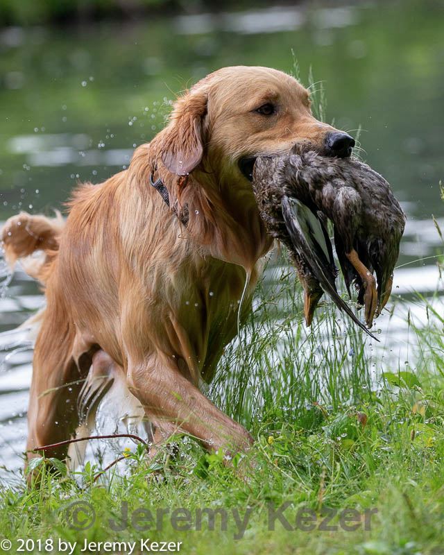 20180602-shrw-0582.jpg