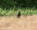 20180603-finl-0539